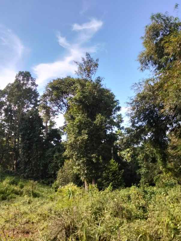 dijual rumah dijual cepat tanah di