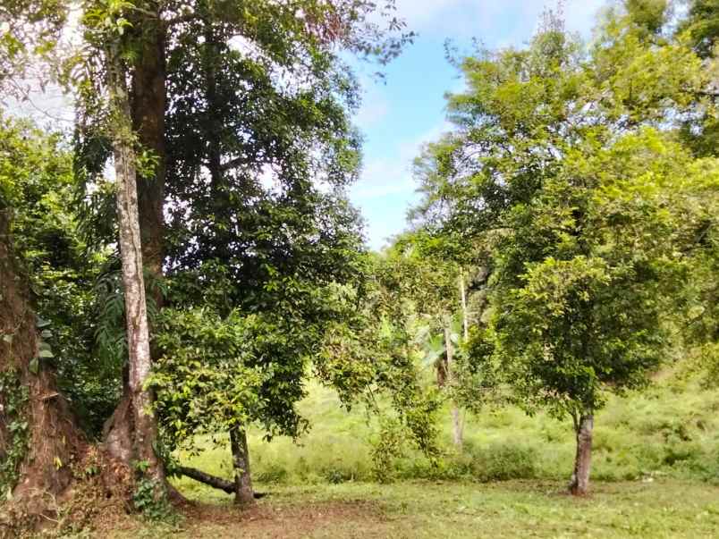 dijual rumah dijual cepat tanah di