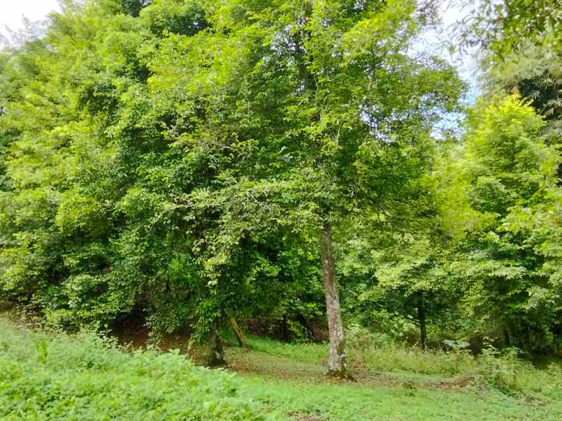 dijual rumah dijual cepat tanah di