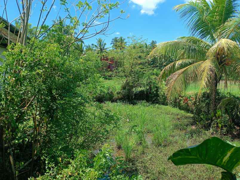 dijual rumah lorong rekho jaga v desa