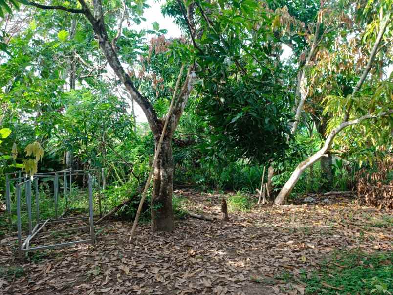 dijual rumah lorong rekho jaga v desa