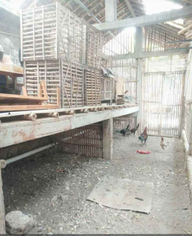 dijual rumah minimalis murah