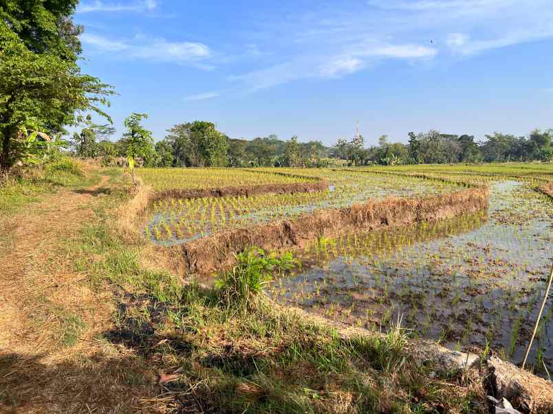 dijual sawah 125ribu m mojogedang karanganyar