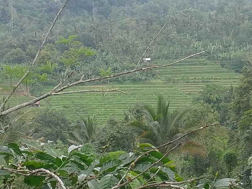 dijual tanah belimbing pupuan