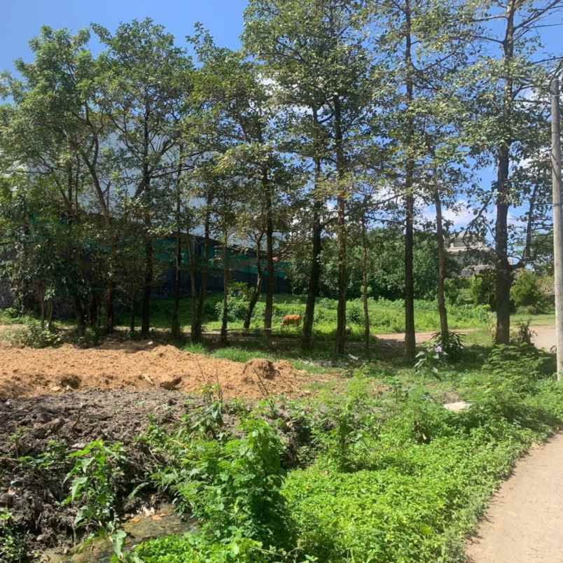 dijual tanah bumbak dauh umalas