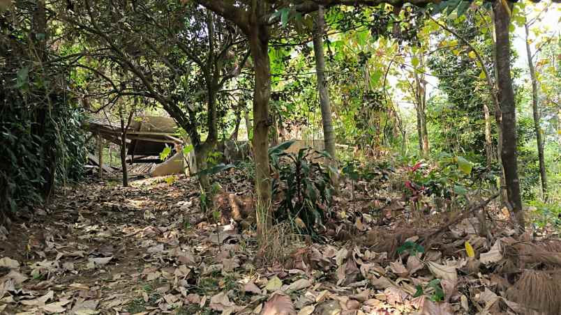 dijual tanah cijambe