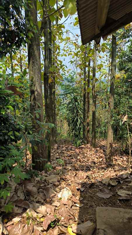 dijual tanah cijambe