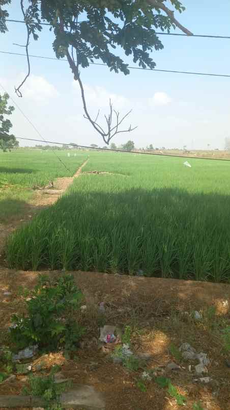 dijual tanah jalan pantura loarang