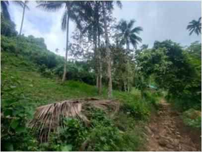 dijual tanah kebun mangatasik desa
