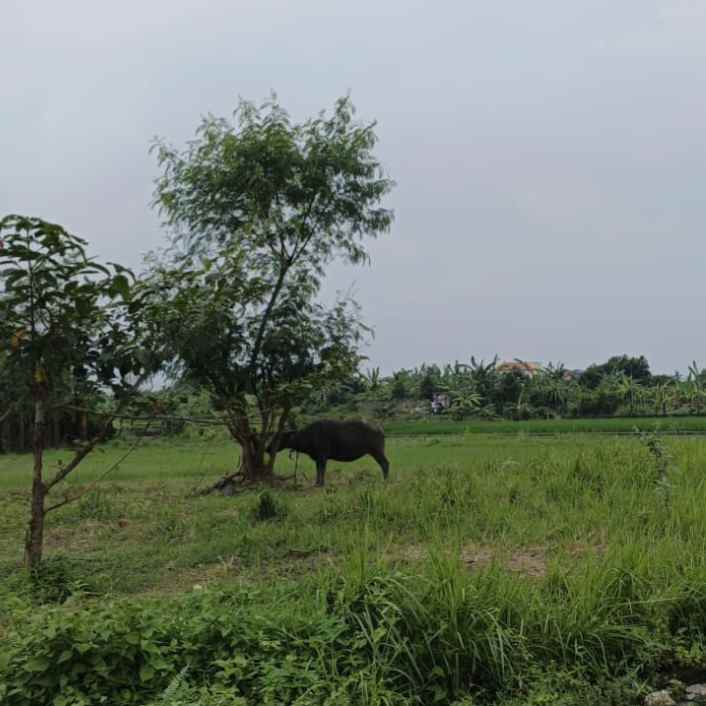 dijual tanah kedungu utara