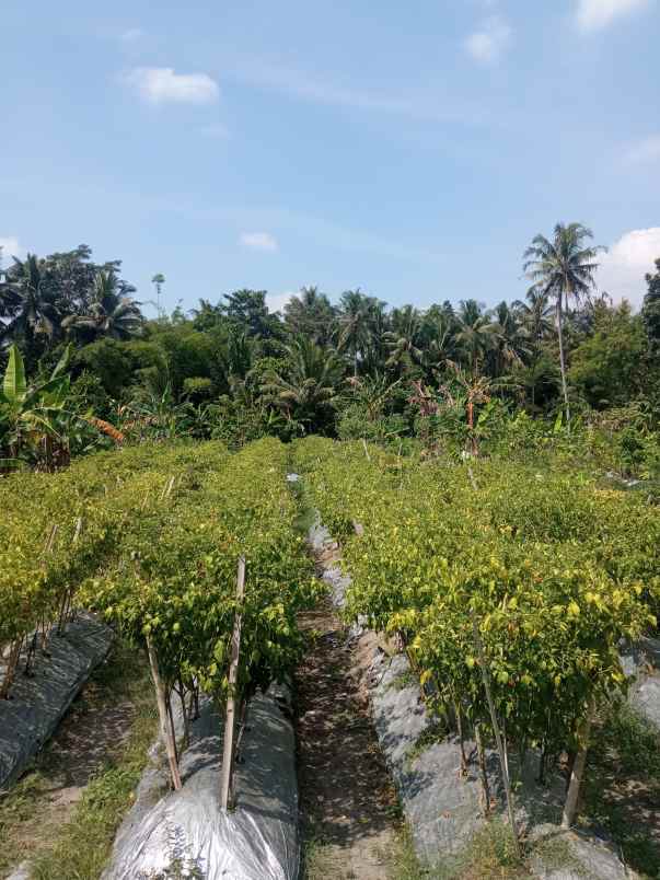 dijual tanah sawah tepi jalan belakang rsud sleman