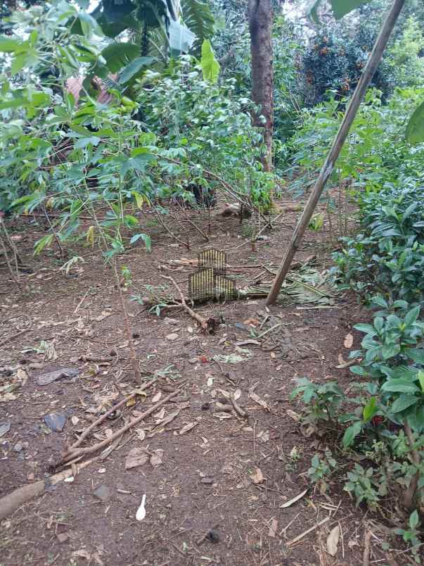 dijual tanah wonolopo