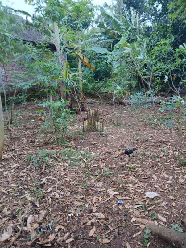 dijual tanah wonolopo