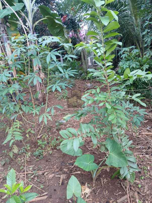 dijual tanah wonolopo