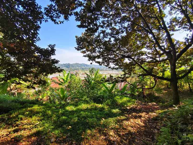 jual cepat tanah kebun durian 5 ha di leuwiliang bogor