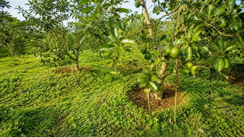 kebun produktif 2 1 hektare di cikidang
