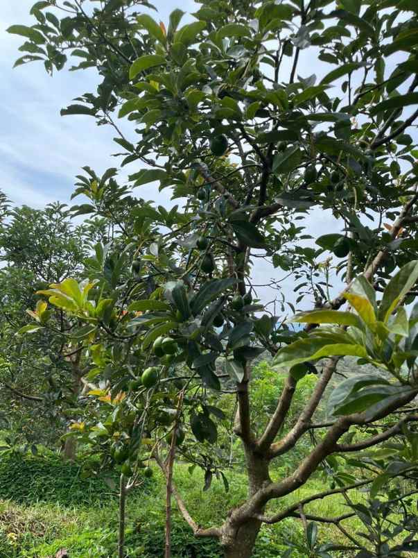 kebun produktif 2 1 hektare di cikidang