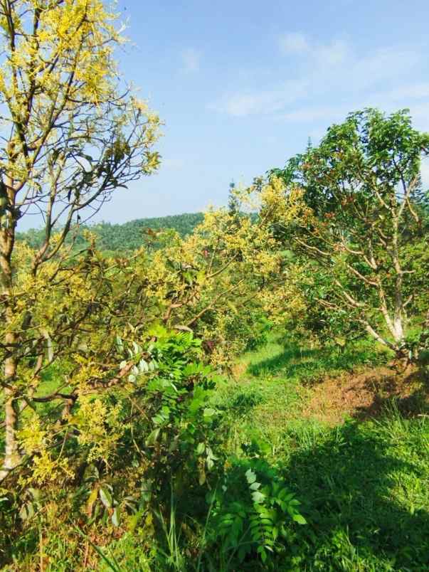 kebun produktif 2 1 hektare di cikidang