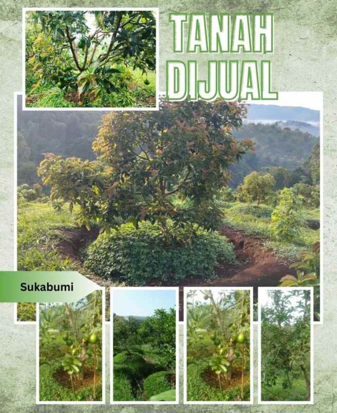kebun produktif 2 1 hektare di cikidang