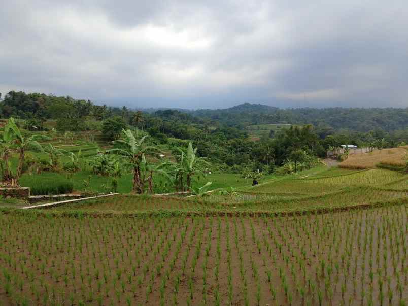 lahan sawah dekat wisata water park jalan cagak subang