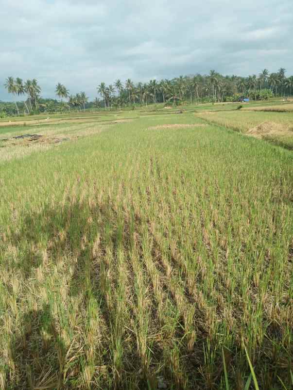 sawah produktif 2 x panen pertahun
