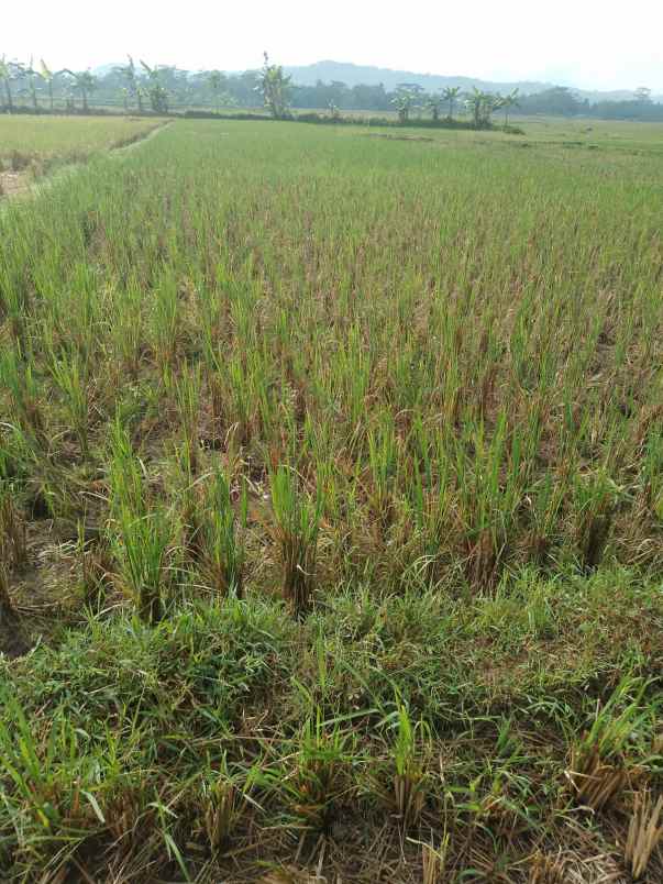 sawah produktif 2 x panen pertahun