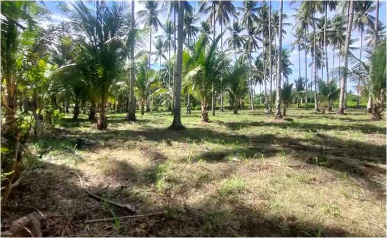 tanah 7060 m2 harga terjangkau cocok untuk perkebunan