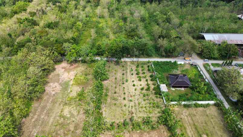 tanah murah luas murah berupa pohon jati