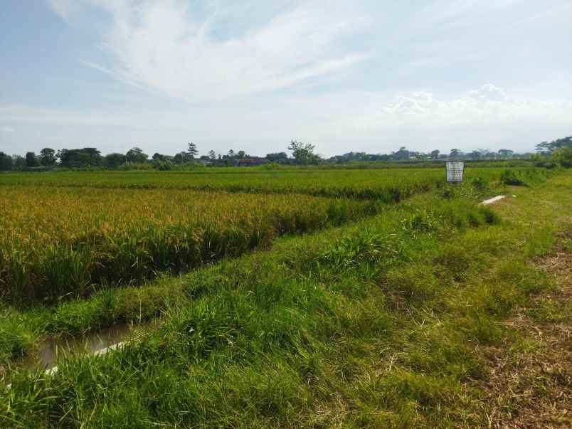 tanah sawit boyolali