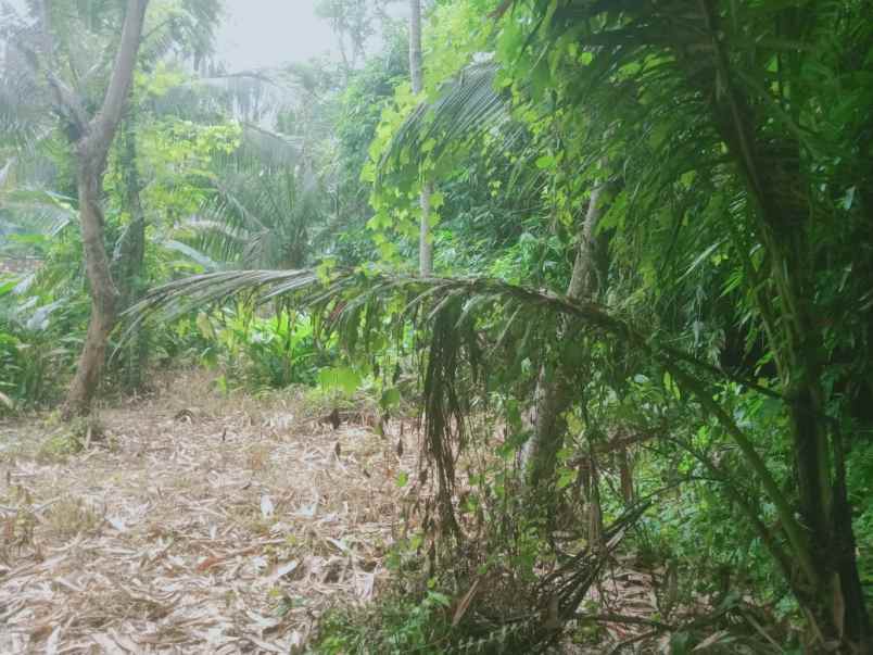 tanah shm kalidengen temon dekat bandara yia