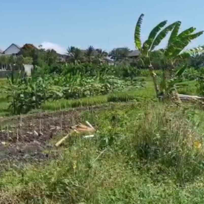 dijual 2 are jl kaba kaba kediri tabanan