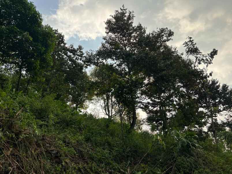 dijual kebun durian 2003m2 karanganyar timur