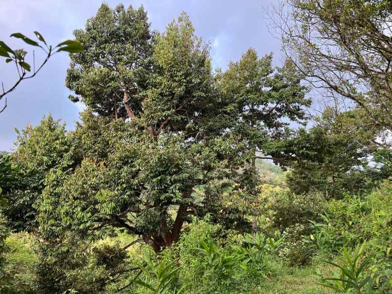 dijual kebun durian 2003m2 karanganyar timur