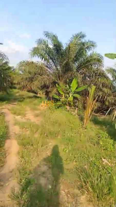 dijual kebun sawit daerah gohor lama langkat