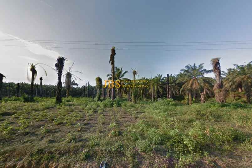dijual kebun sawit daerah gohor lama langkat