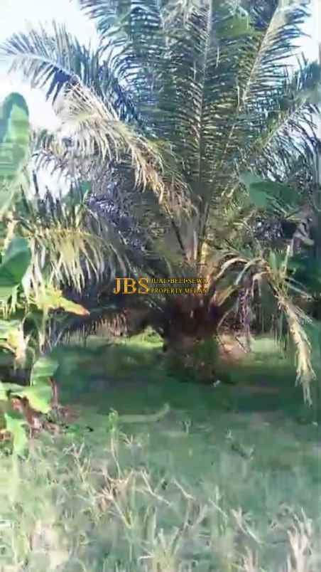 dijual kebun sawit daerah gohor lama langkat