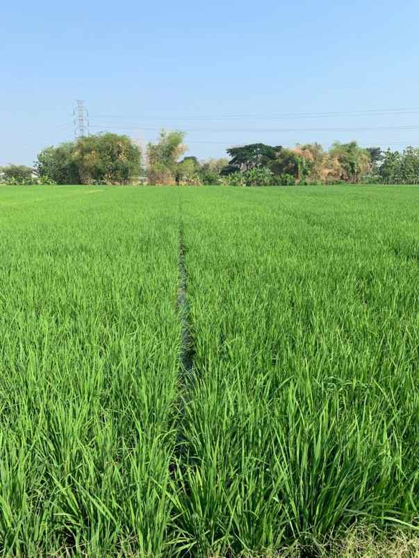 dijual tanah 5 menit ke tol sragen