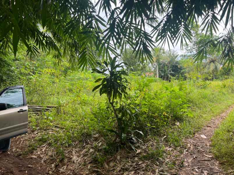 dijual tanah ajb luas 211 di parung panjang bogor