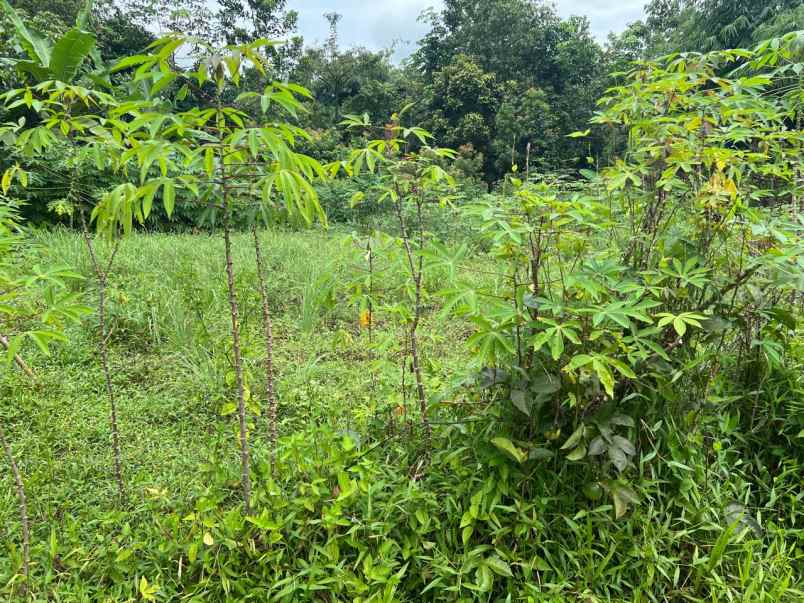 dijual tanah ajb luas 211 di parung panjang bogor