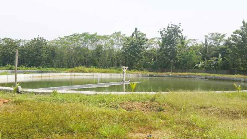 Dijual Tanah Kavling Tambak 4 Hektar Di Anyer Carita Banten