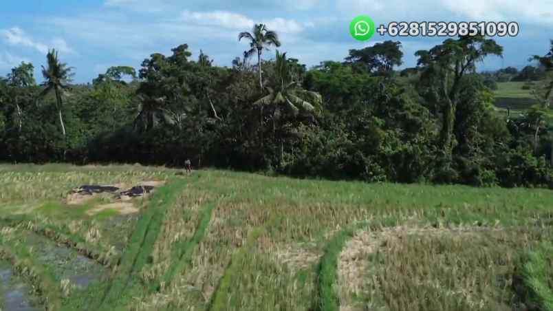 dijual tanah banjar bebali desa berembeng