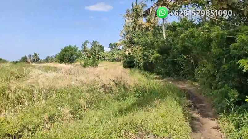 dijual tanah banjar bebali desa berembeng