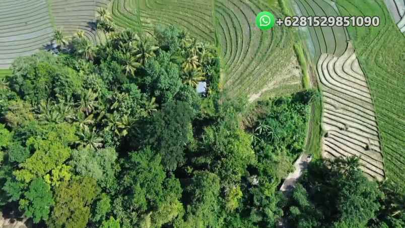 dijual tanah banjar bebali desa berembeng
