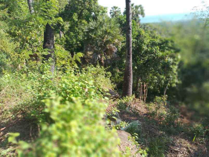 dijual tanah banjar dinas suci