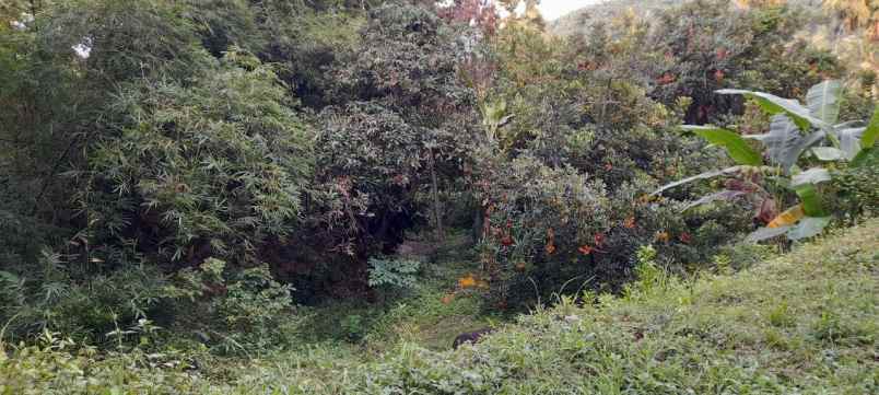 dijual tanah banjar dinas suci