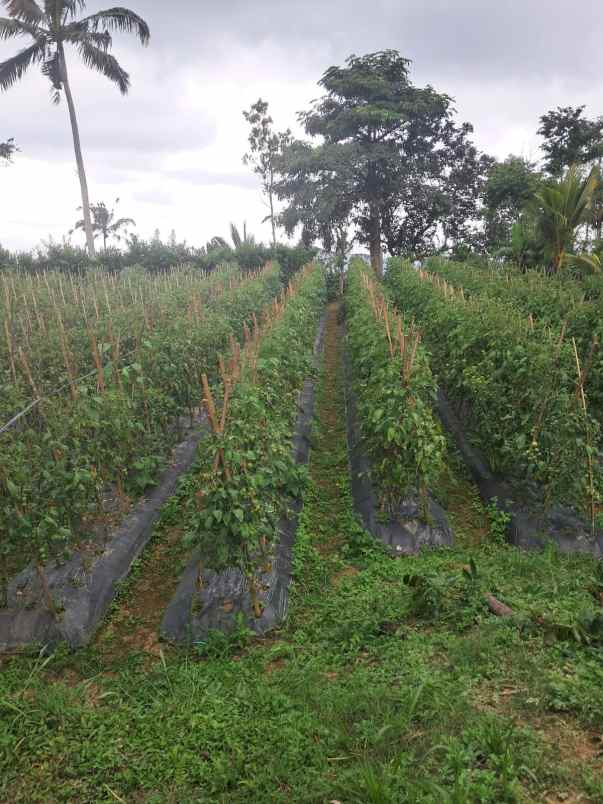 dijual tanah baturiti