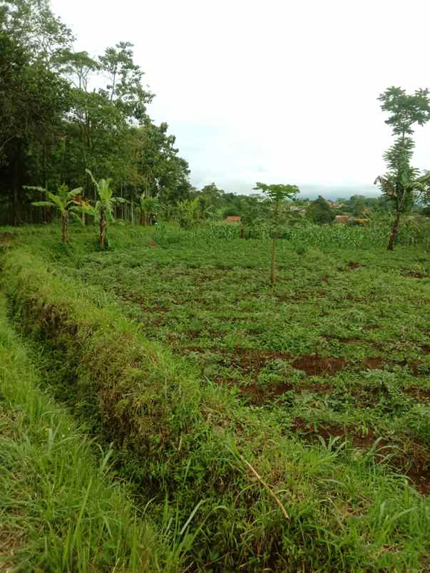 dijual tanah cikubang tanjungsari