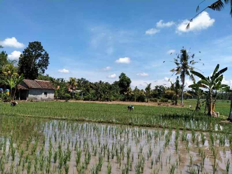 dijual tanah di banyuwangi kec srono desa wonosobo