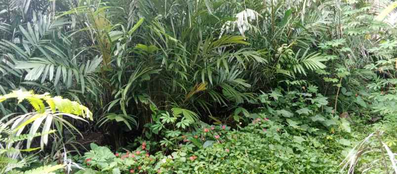 dijual tanah dijual tanah di watuadeg