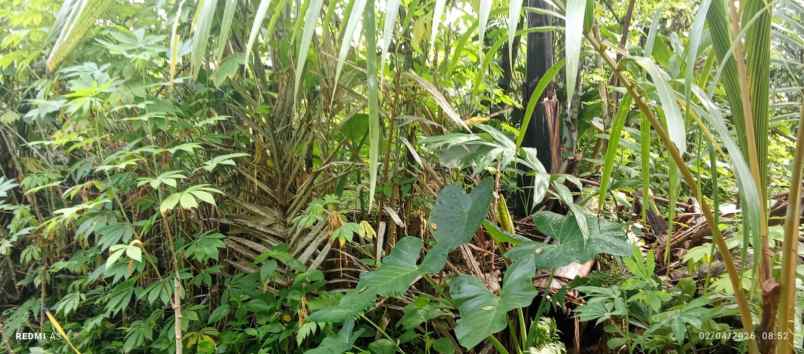 dijual tanah dijual tanah di watuadeg